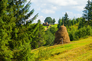 Rural landscape. Making hay for the winter. Haystacks on a mountain meadow.  Carpathians, Ukraine, Europe