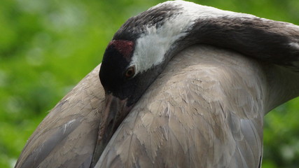 Сommon crane (Grus grus), also known as the Eurasian crane