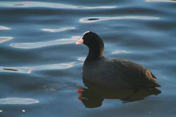 Eurasian coot (Fulica atra) swimming captured in Belarus