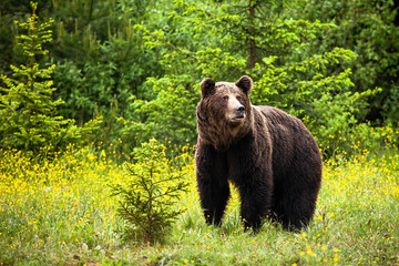 Fototapeta premium Majestic brown bear, ursus arctos, male looking away in springtime. Surprised wild mammal standing on blossoming meadow in summer from front view. Animal between flowers with copy space