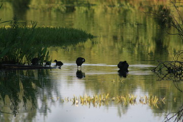 Eurasian coot (Fulica atra) swimming captured in Belarus