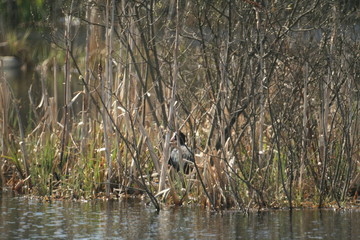 Eurasian coot (Fulica atra) swimming captured in Belarus