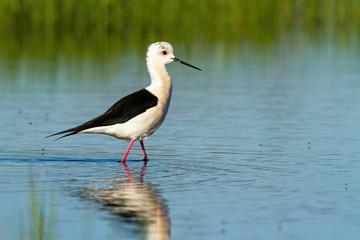 Elegant black-winged stilt, himantopus himantopus wading blue water with green grass blurred in background. Lovely avocet marching wetland. Animal wildlife scenery from sunny marsh.