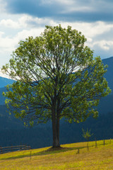 tree on a glade against the backdrop of the mountain. Carpathians in Ukraine