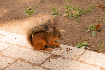 Red squirrel with a fluffy tail nibbles pine nuts sitting on a tiled path in the park