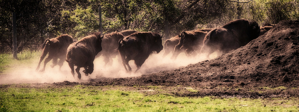 A herd of buffalo running behind a hill kicking up dust.