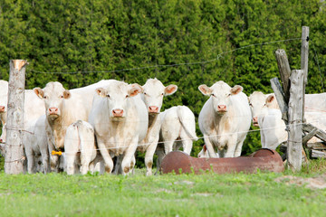 Obraz premium A lineup of a herd of white cows behind an electric fence in a tree lined field.