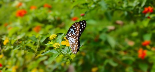 Butterfly In Flower