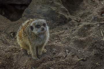 Naklejka na ściany i meble The meerkat (Suricata suricatta) sits on the ground and looks in different directions.