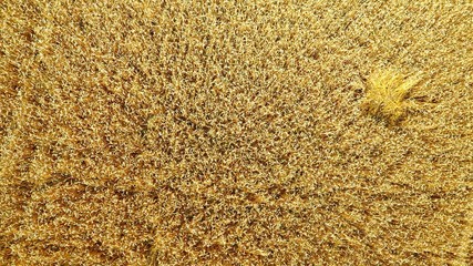 An aerian view of a big wheat field during autumn