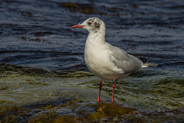 Fototapeta premium The black-headed gull (Chroicocephalus ridibundus) stands on the Black Sea in the surf and looks for prey