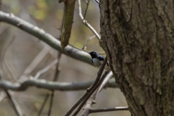 Black-throated Blue Warbler perched on a large tree. 