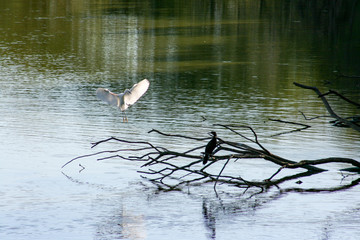 A white heron coming in for a landing near a black heron.