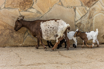 Goat walks with her little kids