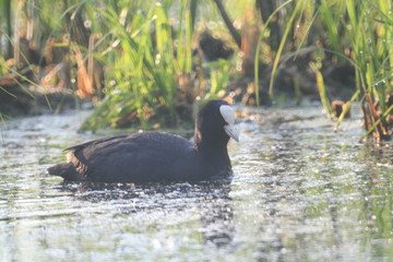 Eurasian coot (Fulica atra) swimming captured in Belarus