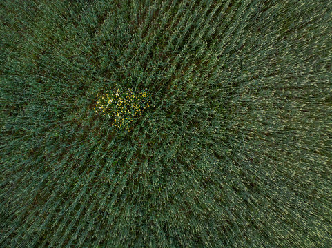 Top Down Aerial View Of A Patch Of Yellow Wild Flowers Hiding In The Middle Of  A Wheat Field