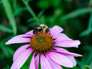 Green Bee flower spring