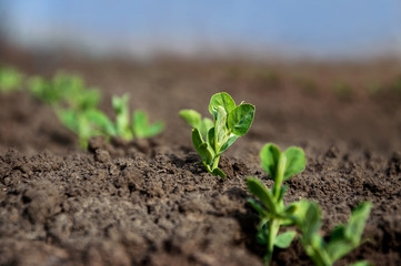 Plant sprouts of young green peas grow in rows in a field. Selective focus.