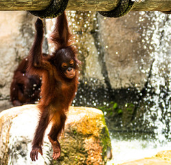 Obraz premium Young orangutan hanging and playing in a zoo
