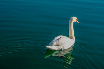 Cygne
