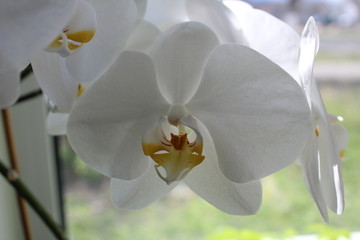 flora white Orchid Phalaenopsis on a white background stands on a windowsill or table