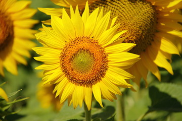 Fototapeta premium yellow blooming bright flower of sunflower, agricultural scene of the countryside, farm season 