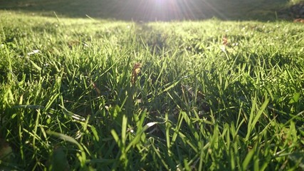 Spring grass 