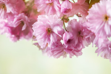Close up of cherry blossom, sakura flowers on defocused background