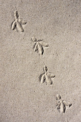 Bird trails on sand.