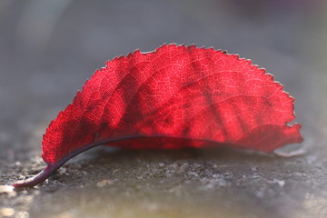Czerwony jesienny liść w słońcu - obrazy, fototapety, plakaty