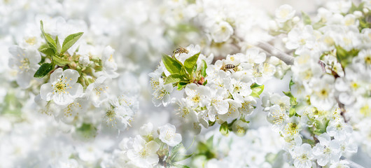 Branches of blossoming cherry and bee macro with soft focus on blue background. Easter and spring greeting cards. Springtime
