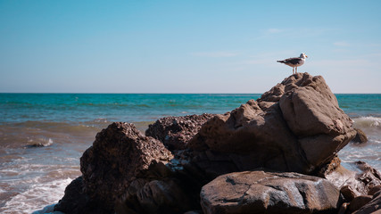 Seagull on Rocks at Beach