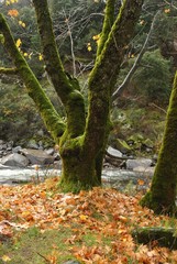 Mossy Tree, Yosemite