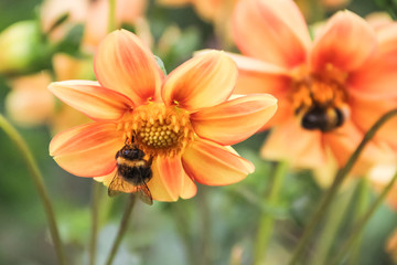 flores detalle y macro abeja