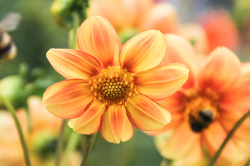 flores detalle y macro 