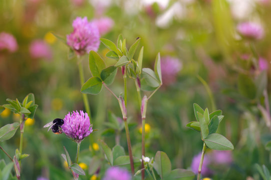 Meadow flowers. Clover, bumblebee. Evening sunset time. Blurred image. Selective focus
