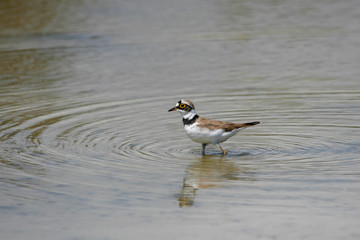 Charadrius hiaticula, Türkiye'de yaşayan bir su kuşu türü