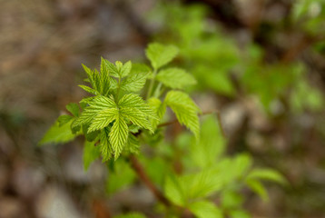 Southern Karelia, Finland, May,10, 2014. Branch of raspberry shrub with fresh leaves on brown ground background