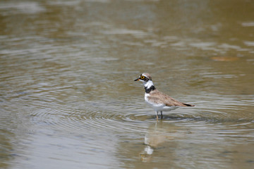 Charadrius hiaticula, Türkiye'de yaşayan bir su kuşu türü