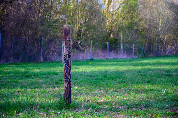 Single wooden post in a park entwined with wire
