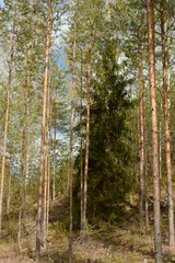 Southern Karelia, Finland, May,10, 2014. Green fir-tree in spring pine-tree forest.