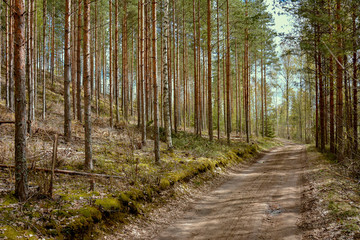 Southern Karelia, Finland, May,10, 2014, a sandy road through pine-tree and birtch forest in spring