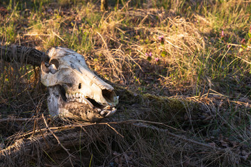 Skelettierter Schädel eines Wildschweines