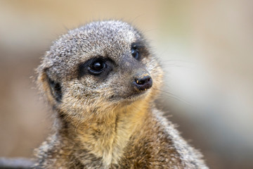 Surykatka szara © Mariusz