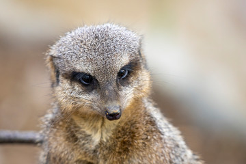 Surykatka szara © Mariusz