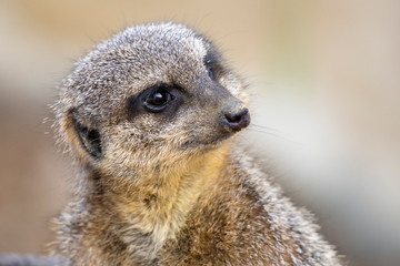 Surykatka szara © Mariusz