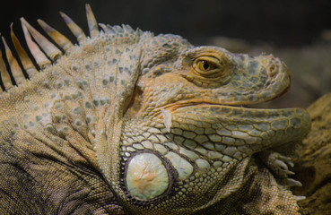 iguana