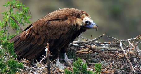 Cinereous vulture (Aegypius monachus) also known as the black vulture, monk vulture, or Eurasian black vulture