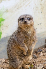 Surykatka szara © Mariusz