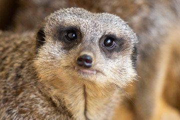 Surykatka szara © Mariusz